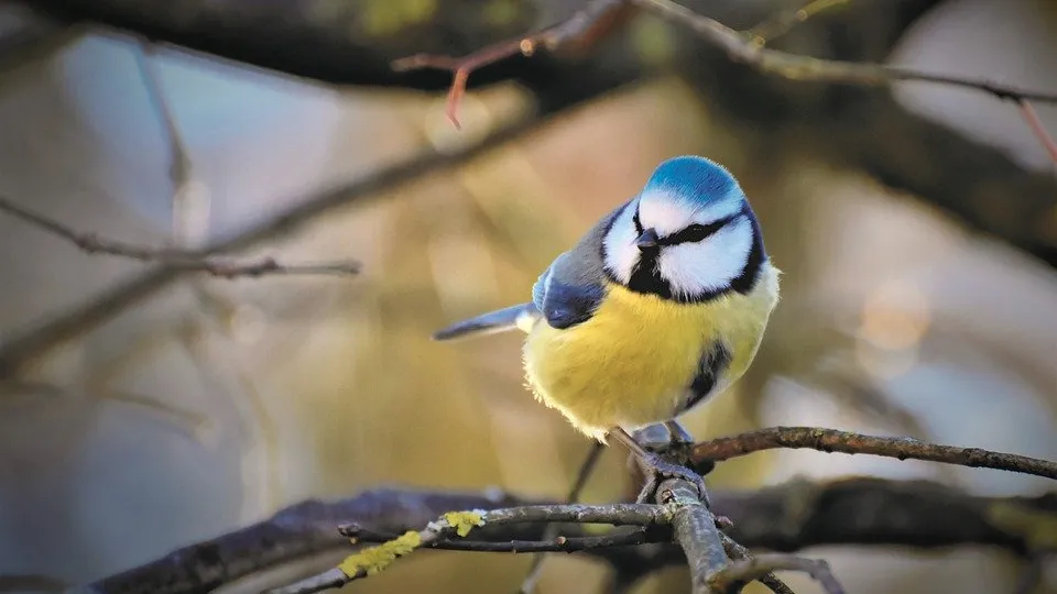 Rubrik_Naturschutz-pixabay-blaumeise_blue-tit-4731661_960_720
